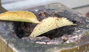 防腐木多少錢一立方